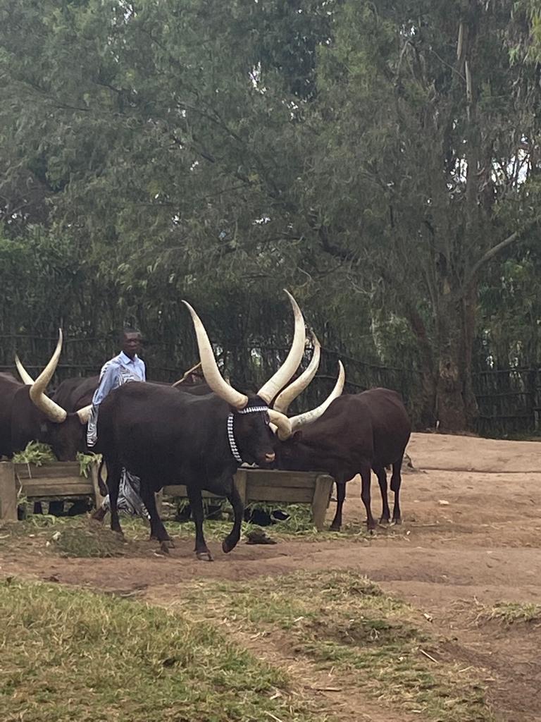 Vaches sacrées du rwanda
