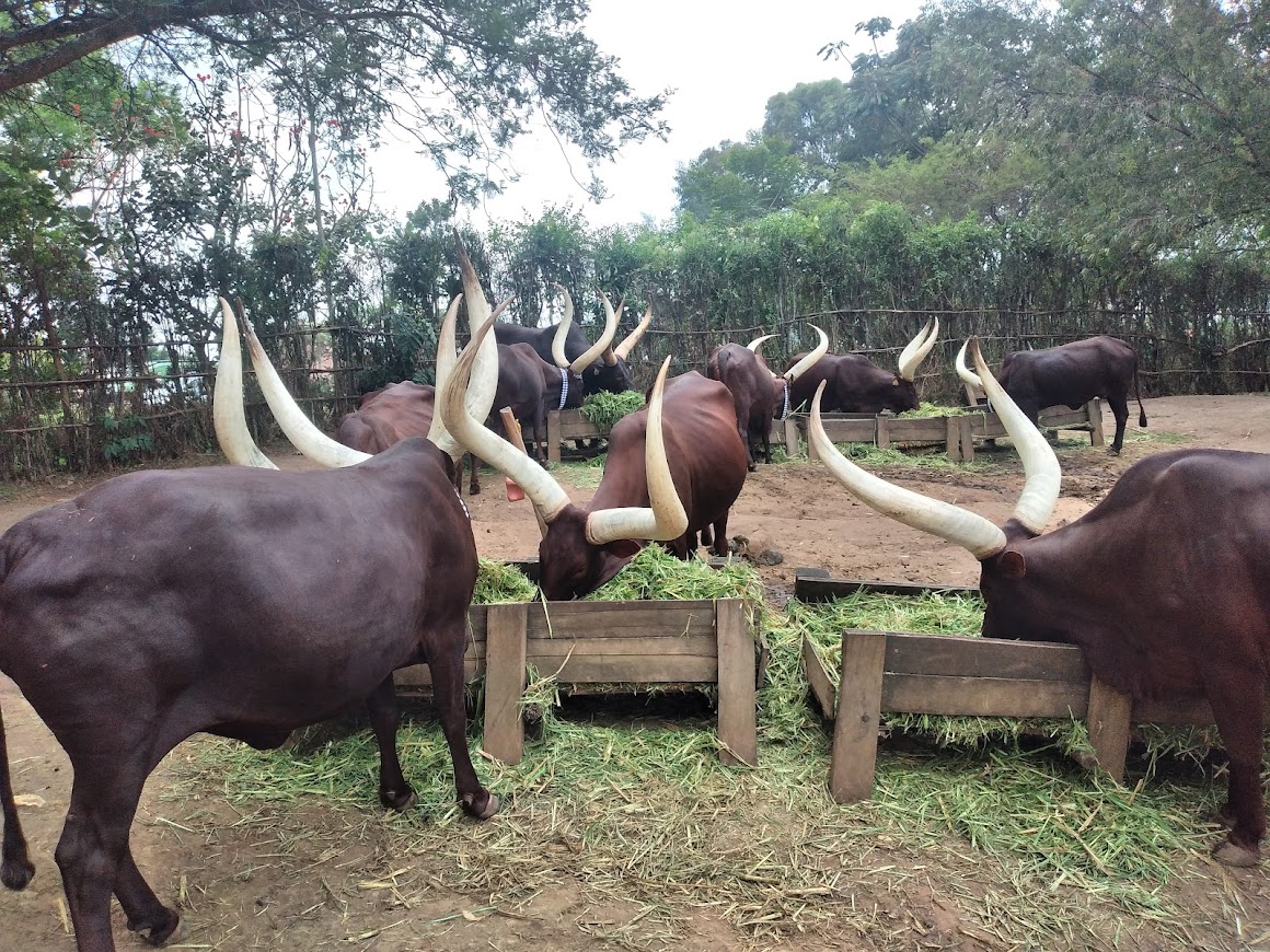 Inyambo (Palai royal de Nyanza, Province Sud eu Rwanda)