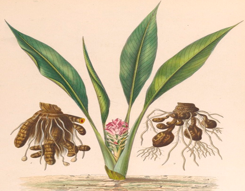 Aristide Dupuis; Flore médicale usuelle et industrielle du 19ème siècle, Paris, 1864-1869
