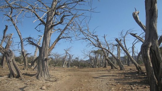 La forêt du Day